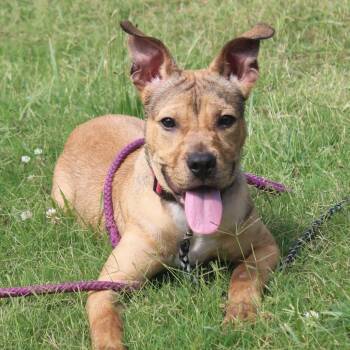 Dirty Diana -  Feist and Mixed Breed Dog for Adoption in Hattiesburg, Mississippi - Dirty Diana | PetCurious