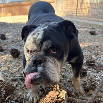 Nicky -  English Bulldog Dog for Adoption in Lakehead, California - Nicky | PetCurious