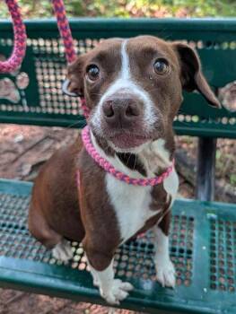 HAZEL -  Rat Terrier Dog for Adoption in Clyde, North Carolina - HAZEL | PetCurious