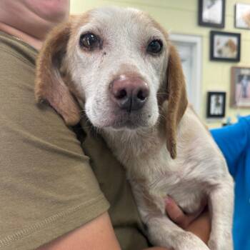 Dorothy -  Beagle Dog for Adoption in Troy, Virginia - Dorothy | PetCurious