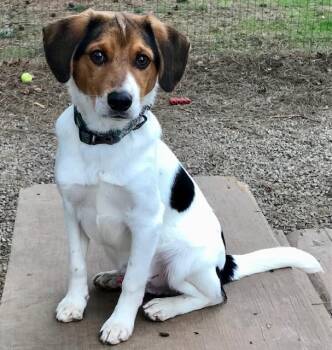 Beagle Dogs Available for Adoption in Honeoye Falls, New York - Orville | PetCurious