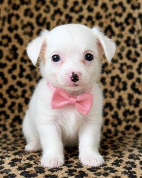 Mouse -  Chihuahua Dog for Adoption in Crosby, Texas - Mouse | PetCurious