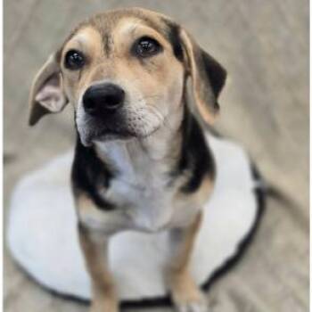 Dahlia -  Chihuahua and Mixed Breed Dog for Adoption in Tacoma, Washington - Dahlia | PetCurious