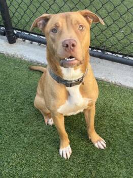 RUDY -  Mixed Breed Dog for Adoption in Dallas, Texas - RUDY | PetCurious