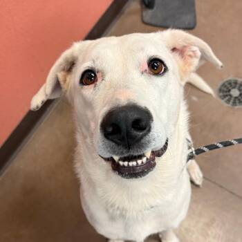 Meg -  Labrador Retriever and Mixed Breed Dog for Adoption in Flagstaff, Arizona - Meg | PetCurious