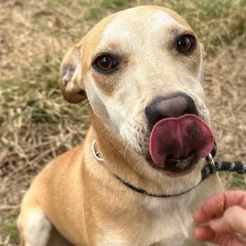 Rescue Mixed Breed Dogs for Adoption in Perryville, Arkansas - Magnolia | PetCurious