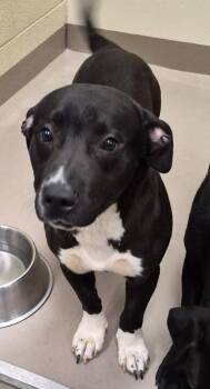 Pit Bull Terrier and Labrador Retriever Dogs Available for Adoption in Christiansburg, Virginia - Ghost | PetCurious