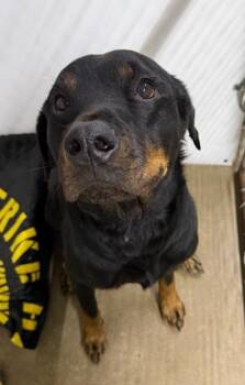 Rottweiler and Mixed Breed Dogs Available for Adoption - Esme | PetCurious