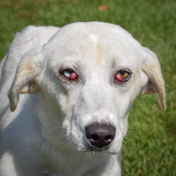 Rescue Yellow Labrador Retriever and Catahoula Leopard Dog Dogs for Adoption in Huntley, Illinois - Peg | PetCurious