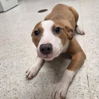 Kanga -  Mixed Breed Dog Available for Adoption in Binghamton, New York - Kanga | PetCurious