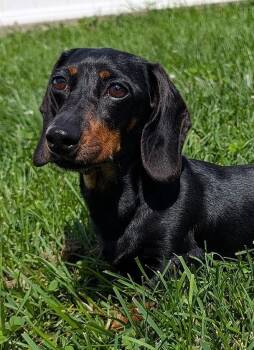Malorie in FL -  Dachshund Dog for Adoption in Shelbyville, Tennessee - Malorie In FL | PetCurious
