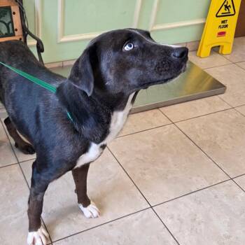 Evie -  Labrador Retriever Dog for Adoption in Plano, Texas - Evie | PetCurious