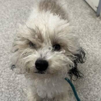 Medusa -  Poodle and Mixed Breed Dog for Adoption in Arlington, Virginia - Medusa | PetCurious