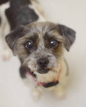 Shih Tzu and Terrier Dogs Available for Adoption in Pontiac, Michigan - Domino | PetCurious