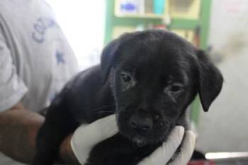 Blitz -  German Shepherd Dog and Mixed Breed Dog for Adoption in Picayune, Mississippi - Blitz | PetCurious