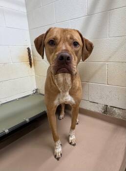 Pit Bull Terrier Dogs Available for Adoption in Nacogdoches, Texas - Jack | PetCurious