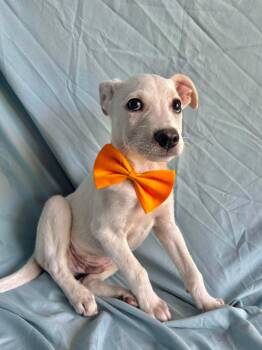 Porfi -  Labrador Retriever Dog for Adoption in New York, New York - Porfi | PetCurious