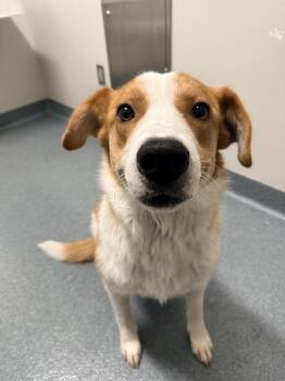 Parker -  Mixed Breed Dog Available for Adoption in Sapulpa, Oklahoma - Parker | PetCurious