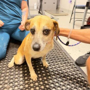 Noha -  Mixed Breed Dog for Adoption in Englewood, Florida - Noha | PetCurious