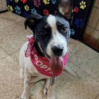 Spaniel and Australian Cattle Dog Blue Heeler Dogs Available for Adoption in Austin, Texas - Reece TM | PetCurious