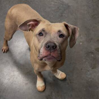 Jazz -  Mixed Breed Dog for Adoption in Dickinson, Texas - Jazz | PetCurious