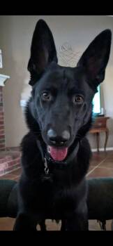 German Shepherd Dog Dogs Available for Adoption in Bartlesville, Oklahoma - Jax | PetCurious