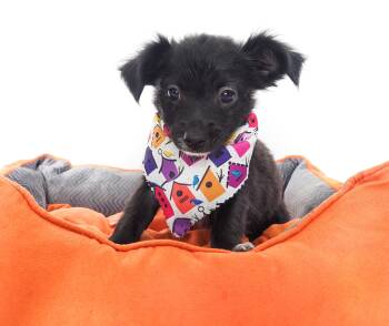 Oriole -  Chihuahua Dog for Adoption in Phoenix, Arizona - Oriole | PetCurious