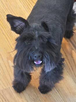 Tulip -  Miniature Schnauzer Dog for Adoption in Lakewood, Colorado - Tulip | PetCurious