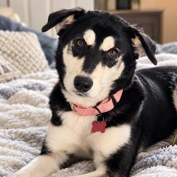 Ella - Beautiful Sweet Baby Girl, Affectionate, Loves Kisses,Gre -  Husky and Collie Dog for Adoption in Houston, Texas - Ella - Beautiful Sweet Baby Girl, Affectionate, Loves Kisses,Gre | PetCurious