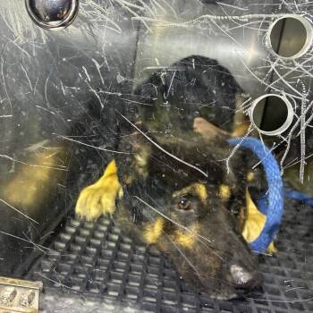 Roberto -  German Shepherd Dog Dog for Adoption in Philadelphia, Pennsylvania - Roberto | PetCurious