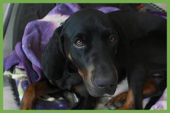 Koa -  Black And Tan Coonhound and Coonhound Dog for Adoption in Amherst, Massachusetts - Koa | PetCurious