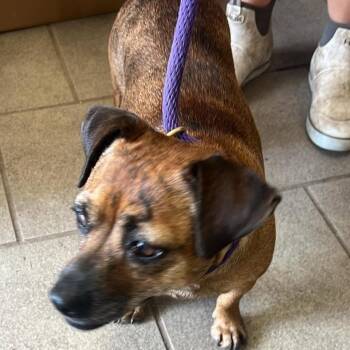 Chica - SH 8/20 -  Mixed Breed Dog for Adoption in Huntington, West Virginia - Chica - SH 8/20 | PetCurious