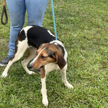 Rescue Hound Dogs for Adoption in Charles City, Virginia - Ava | PetCurious