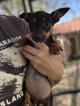 Corgi Dogs Available for Adoption in West Hollywood, California - Adelaide | PetCurious