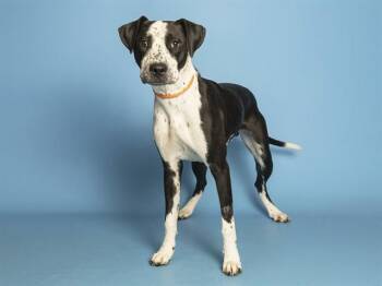 BAGEL -  Pit Bull Terrier Dog for Adoption in Phoenix, Arizona - BAGEL | PetCurious