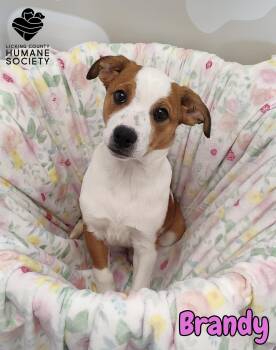 Mixed Breed Dogs Available for Adoption - Brandy | PetCurious