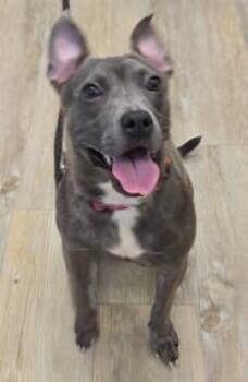Betty -  American Bully Dog for Adoption in Benbrook, Texas - Betty | PetCurious