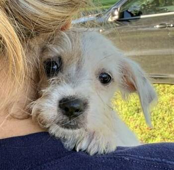 Chihuahua and Border Terrier Dogs Available for Adoption in Washington, District Of Columbia - Babe Peony | PetCurious