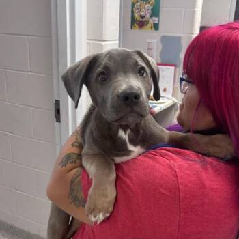 Choco -  Pit Bull Terrier Dog for Adoption in Indianapolis, Indiana - Choco | PetCurious