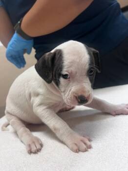 Rescue Pit Bull Terrier and Mixed Breed Dogs for Adoption in Honolulu, Hawaii - 59748777 | PetCurious