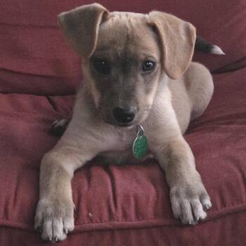Mixed Breed Dogs Available for Adoption in Buffalo, Minnesota - Cinnabon | PetCurious
