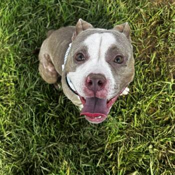 Starfish -  American Bully Dog for Adoption in Mineral Point, Wisconsin - Starfish | PetCurious