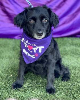 DAHLIA -  Border Collie Dog for Adoption in Rowland Heights, California - DAHLIA | PetCurious