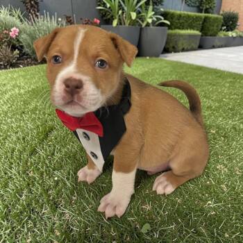 Mixed Breed Dogs Available for Adoption in Fort Worth, Texas - Hawkeye  | PetCurious