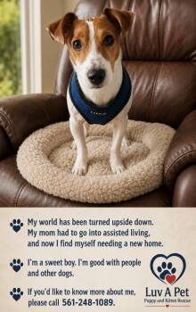 Rusty -  Jack Russell Terrier Dog for Adoption in Royal Palm Beach, Florida - Rusty | PetCurious
