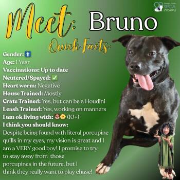 Rescue Black Labrador Retriever and Pit Bull Terrier Dogs for Adoption in Fulton, New York - Bruno | PetCurious