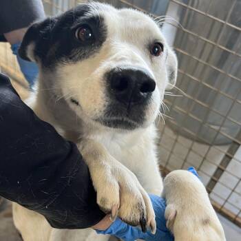 Mixed Breed Dogs Available for Adoption in Moab, Utah - Poinsettia | PetCurious