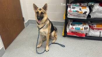 A388976 -  German Shepherd Dog Dog for Adoption in Ocala, Florida - A388976 | PetCurious