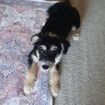 Denver -  Terrier Dog for Adoption in Wake Forest, North Carolina - Denver | PetCurious