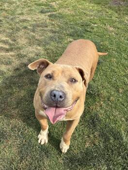 Staffordshire Bull Terrier Dogs Available for Adoption in Delano, California - Bridget  | PetCurious